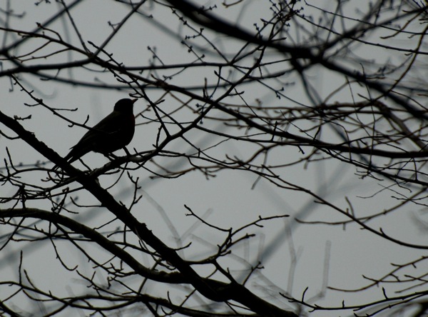 American robin