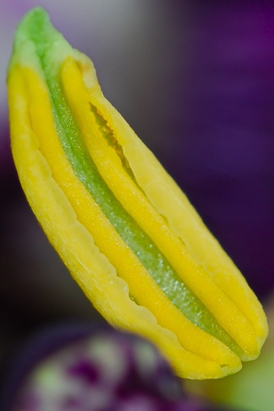 Los caminos de la pasiflora I