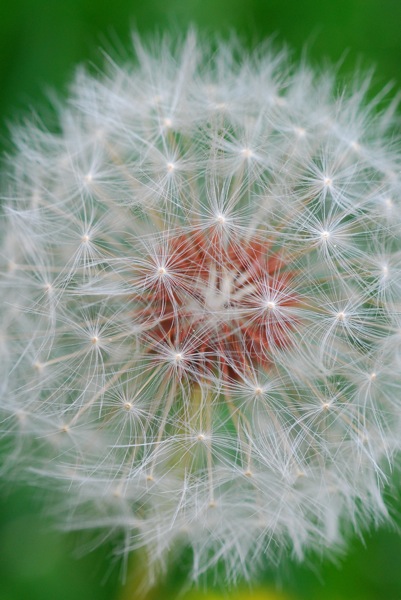 Dandelion I