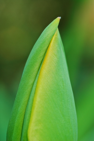 Green tulip