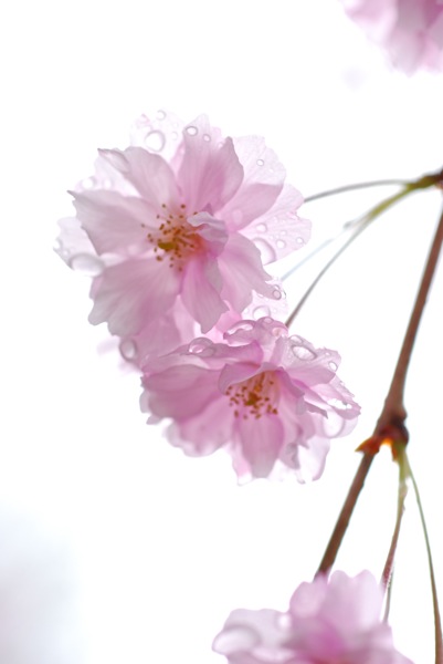 Flores de cerezo