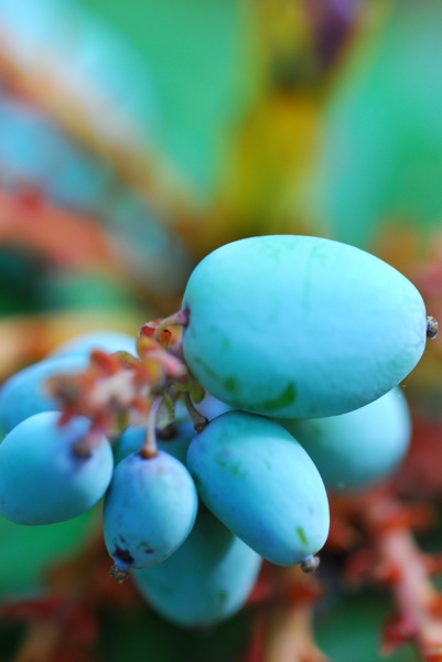 Frutos de la Mahonia