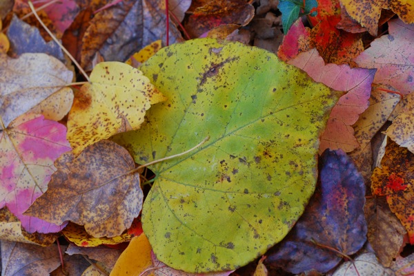 Leaves