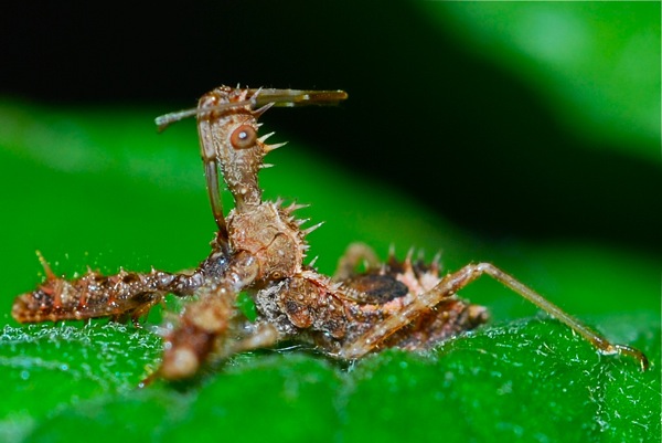 Sinea nymph