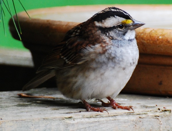 Zonotrichia albicollis