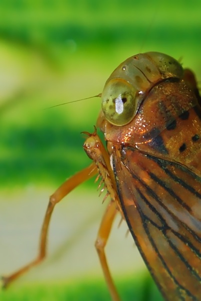 Cicadellidae