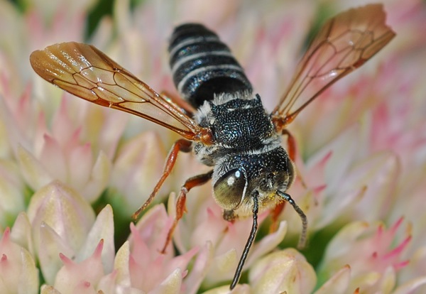 Coelioxys