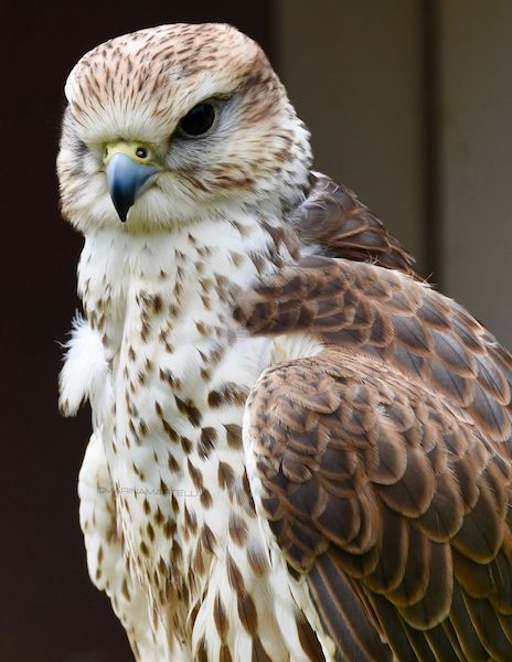 Hawk (Accipiter)